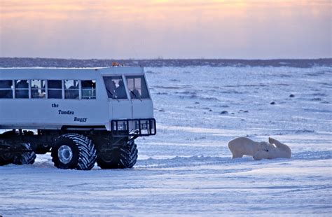 churchill tours from winnipeg